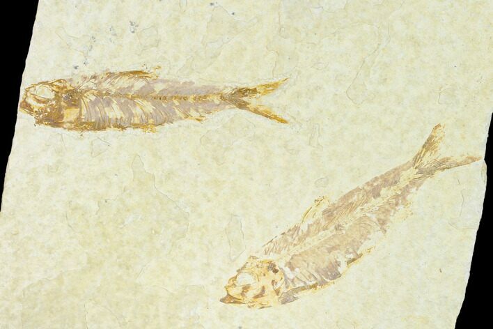 Pair of Fossil Fish (Knightia) - Green River Formation #159000